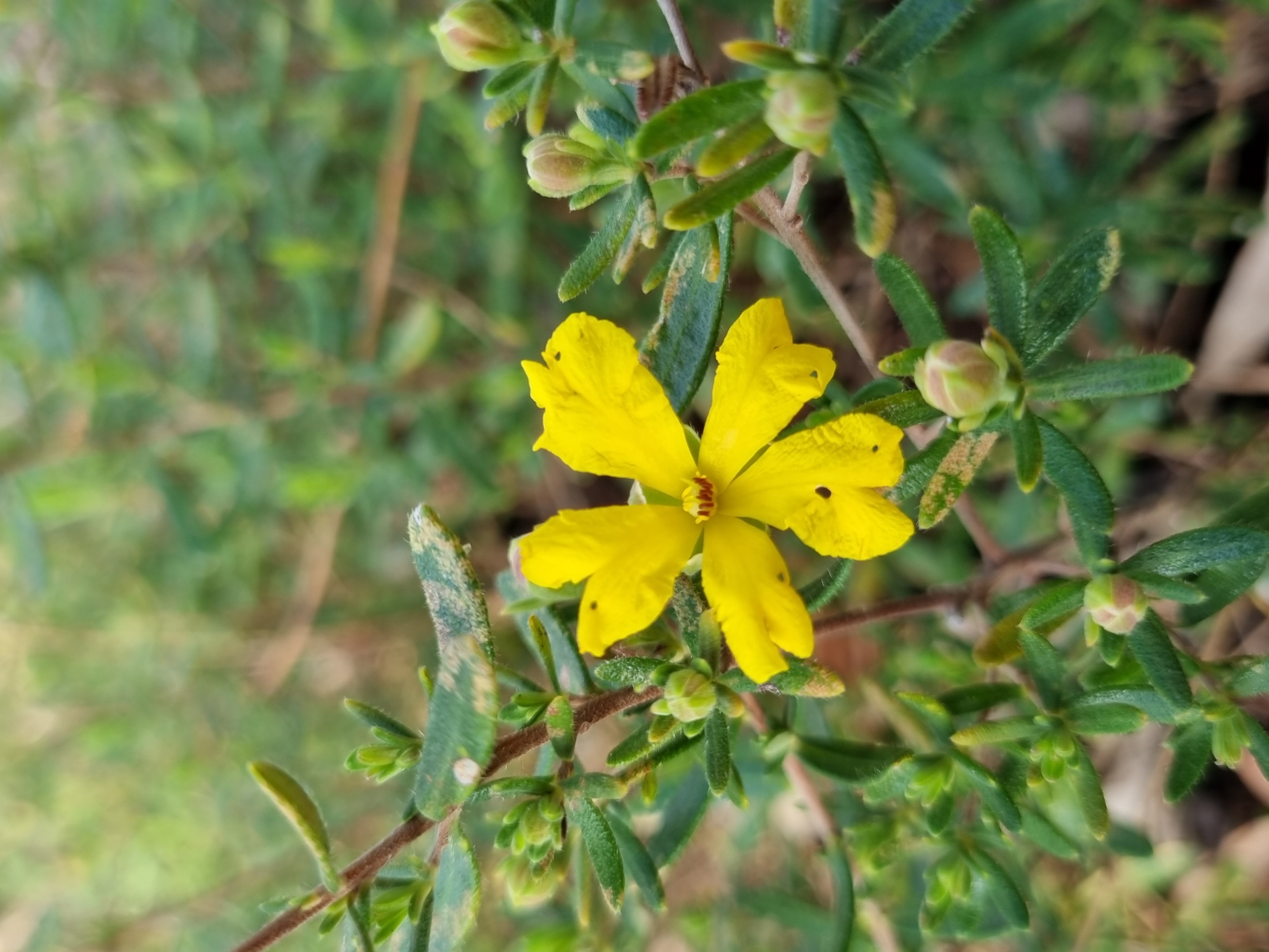 hypericoides